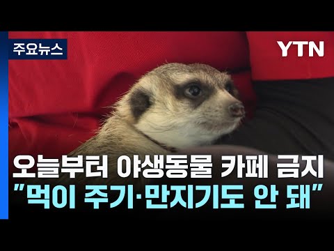 오늘부터 야생동물 카페 금지...&quot;먹이 주기&middot;만지기도 안 돼&quot; / YTN