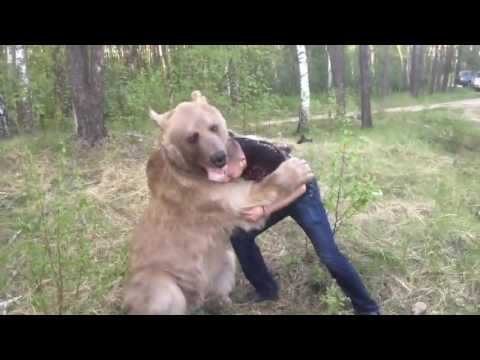 Russian guy plays with bear