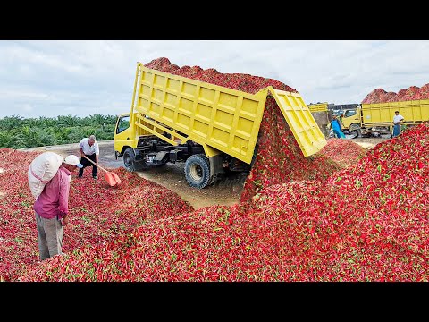 How Tons of Fresh Red Hot Chili Pepper are Harvested and Processed