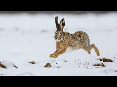 ОХОТА НА ЗАЙЦА С ДВУСТВОЛКОЙ. Дедовское ружьё Тропление зайца по свежему снегу. ИЖ - 43