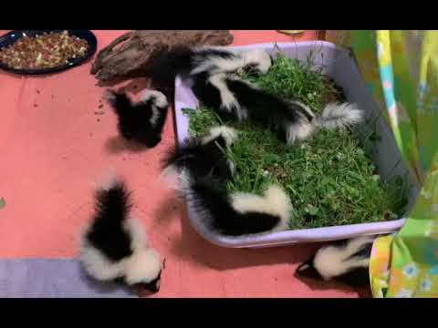 We Love Baby Skunks