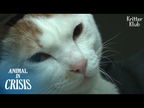 &quot;Sorry, Mommy..&quot; A Cat Had To Attack His Owner Who Saved His Life (Part 2) | Animal in Crisis EP160