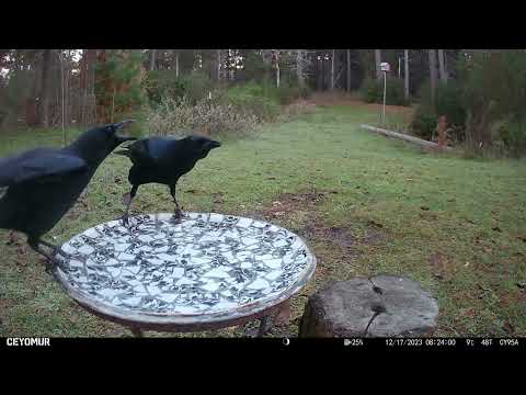 A Crow fledgling wants mom to feed him. When she finally does, my camera shot ends. 😑