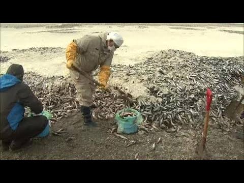 函館の海岸漂着『大量イワシ・サバ』 近所で「臭いは来ている」 &ldquo;手作業&rdquo;で2日間約70トン回収も道半ば&hellip;重機投入予定も砂混じると燃えにくい新たな問題も (23/12/11 