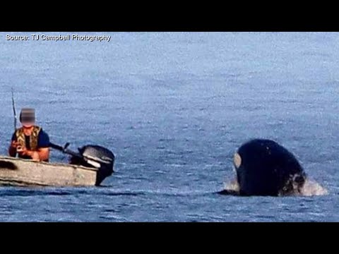 Boater captured getting too close to orcas off coast of British Columbia