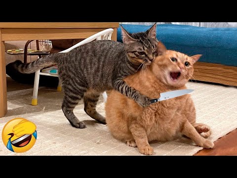 Best Funny Cats ?  - Try Not To Laugh! | Ultimate Funny Cat Compilation