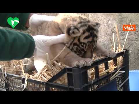 Nasce una cucciola di tigre di Sumatra al Bioparco di Roma, in natura ne restano 600