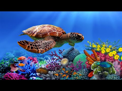 Relaxing Music to Relieve Stress, Anxiety &amp; Depression 🐬 Mind, Body &amp; Soul Healing