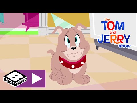 Gateau d'anniversaire | Tom et Jerry Show | Boomerang