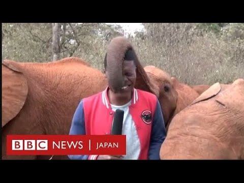 子供のゾウ、撮影中の記者を鼻でなでまわす