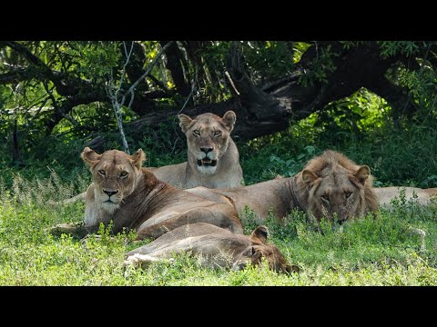 Kruger Park in January 2024