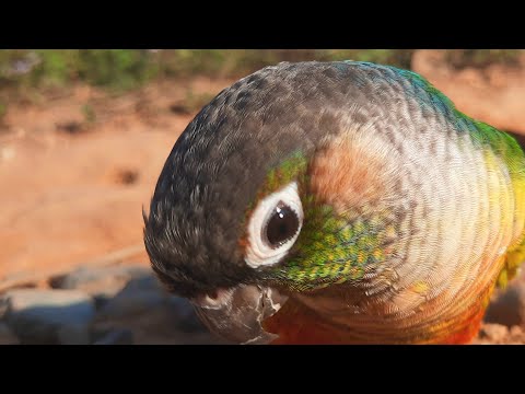 Bird so cute : parrot sound &quot;Green cheek conure&quot; so cute What is it doing?