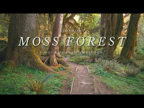 Hoh Rainforest | 4K virtual forest walk | moss forest | relaxing nature sounds | background ambience