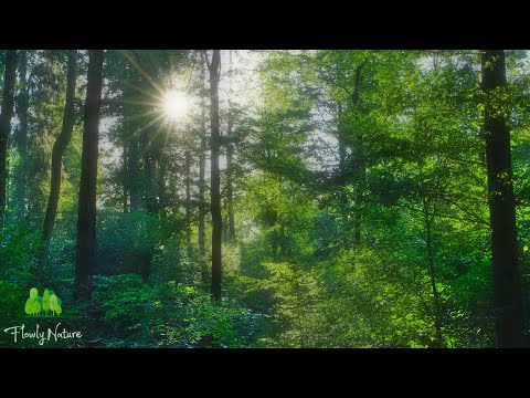 🌳 Relaxing Nature Sounds For Stress Relief, Bird Song, Forest Sounds