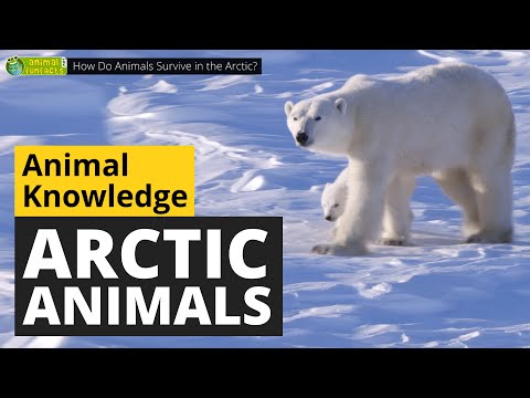 How Do Animals Survive in the Arctic? 🐻&zwj;❄️ - Animals for Kids - Educational Video