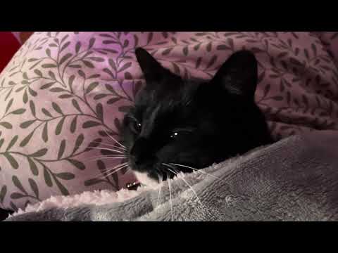 Peaceful cat under heated blanket.