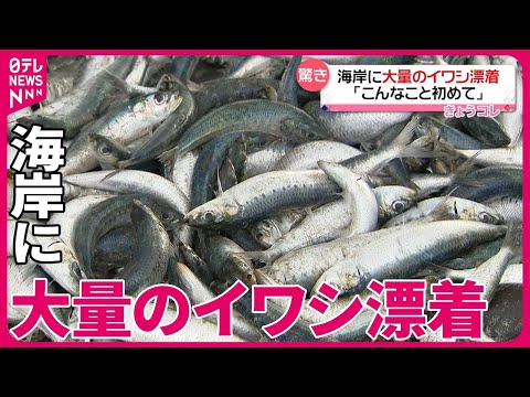 【「こんなこと初めて」】海岸に大量のイワシが漂着  サバも&hellip;  函館市