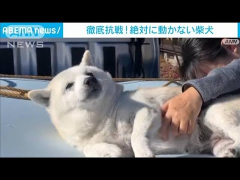 絶対動かん！全力で飼い主に抗う柴犬　思い出死守の徹底抗戦(2023年11月27日)