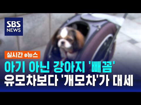 아기 아닌 강아지 얼굴 '빼꼼'&hellip;이젠 유모차보다 '개모차'가 대세 / SBS / 실시간 e뉴스