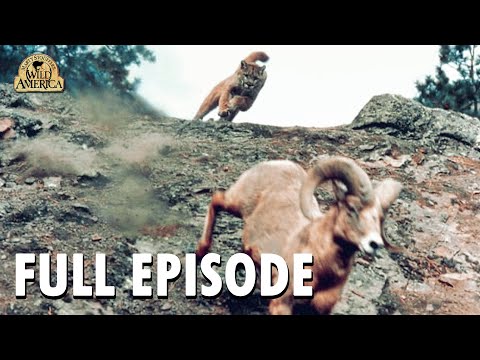 Wild America | Special E3 'Great Escapes' | Full Episode | FANGS