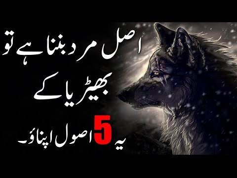 5 Things You Should Lear From Wolf To BECOME A HIGH VALUE MAN| How To Become An Alpha Male