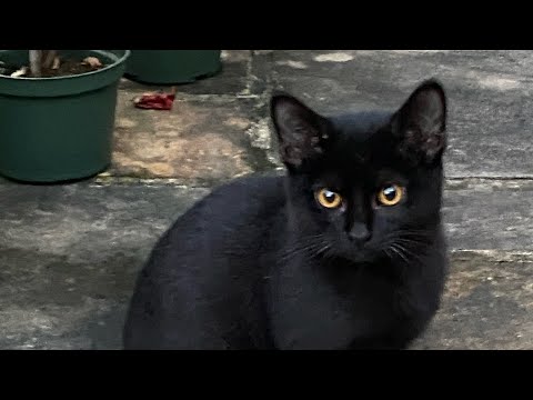 Cutest Solid Black Kitten!