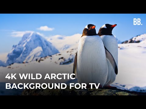 4K Antarctica &amp; South Pole Wildlife | Wild Arctic Relaxation ScreenSaver for TV, Apple TV, PC