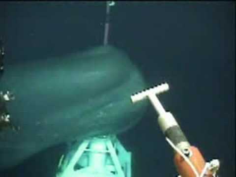 Big whale came very close under a ROV operation!