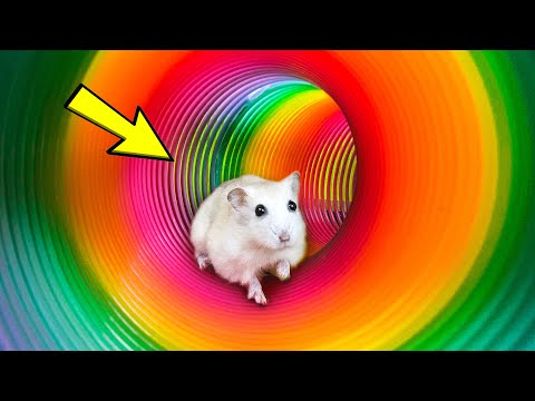 🌈🐹 Hamster Escape Maze: Hamster Cute Pets Maze Best Challenge 😱 
