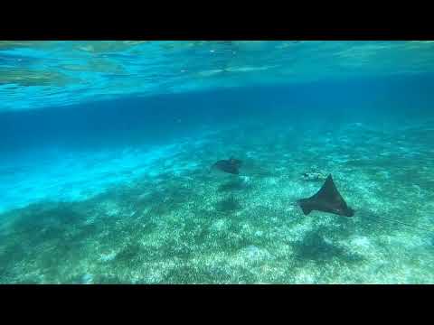 Sting Rays Hol Chan Marine Reserve Belize 