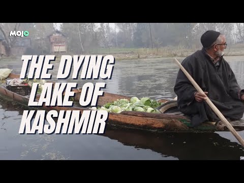 Kashmir | Dal Lake Battles for Survival Amid Environmental Threats, Inspiring Eco Warriors