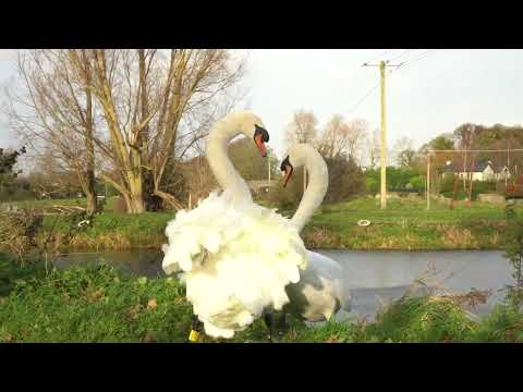 Swans Heart Shape dance in Wind