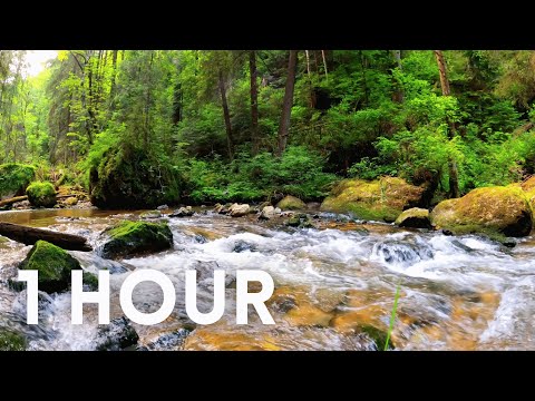 Green Forest Creek River Stream Nature Background Sounds For Relaxing Focusing Studying [4k]