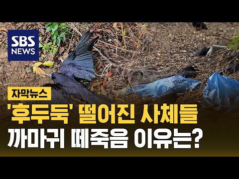 '후두둑' 떨어져 살려고 안간힘&hellip;까마귀 떼죽음 이유는? (자막뉴스) / SBS