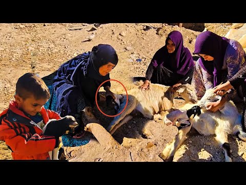 Grandma Helps the Goats to Give Birth, So Beautiful