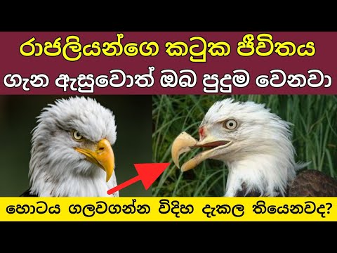 රාජලියන්ගේ කටුක ජීවිතය|Lokaya Gaweshaka|ලෝකය ගවේශක