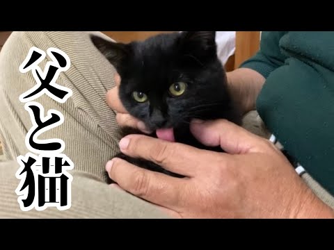 【保護猫】猫大反対の父が野良猫を保護したらこうなった