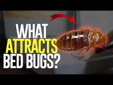 What Attracts Bed Bugs? Unmasking Bed Bug Secrets: Causes, Signs, and Solutions