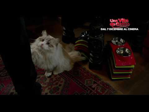 Una vita da gatto - Non &egrave; lei che deve scegliere - Clip dal film | HD