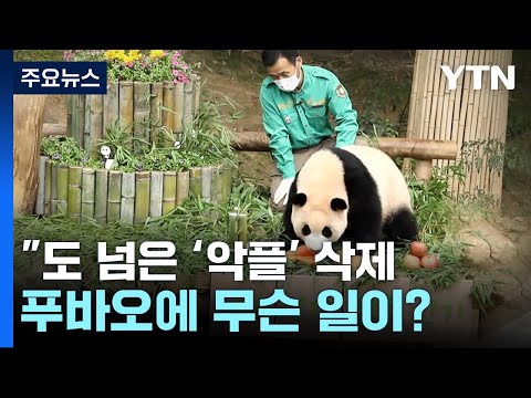 &quot;도 넘은 '강바오 악플' 삭제&quot;...푸바오 가족에 무슨 일이? [앵커리포트] / YTN