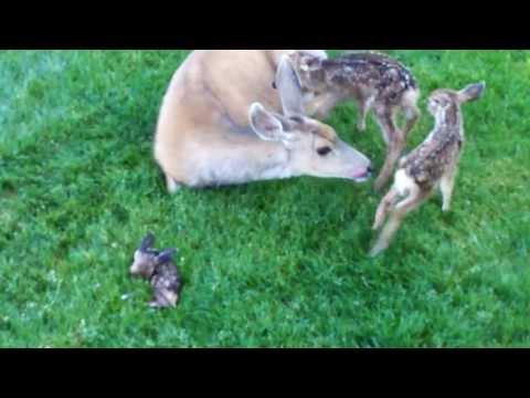 Deer Triplets - I