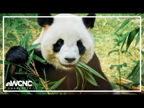 Giant pandas return to China from Smithsonian's National Zoo in DC