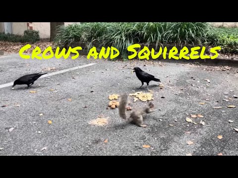 Crows and Squirrels