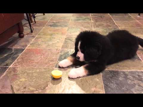 Bernese Mountain Dog Puppy vs Lemon