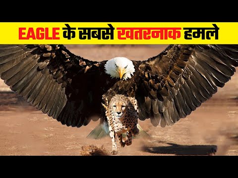 ईगल इतने खतरनाक क्यों होते है | Most Dangerous Eagle Attacks Caught on Camera