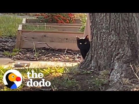 Interior Design Couple Builds Stray Cat A Winter Home | The Dodo