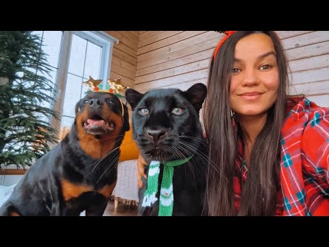 Happy New Year! 🎄🎉🎁 We give gifts to all animals😸(ENG SUB)