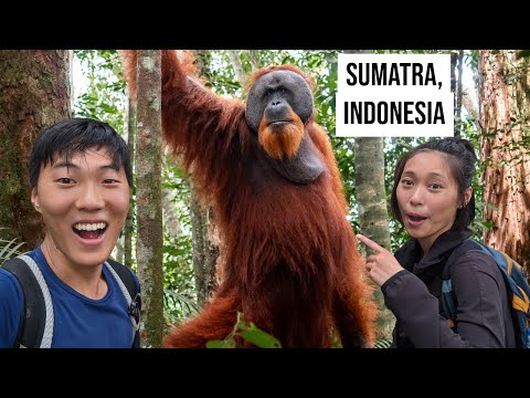 Encountered a Huge Male Orangutan While Jungle Trekking in Sumatra, Indonesia