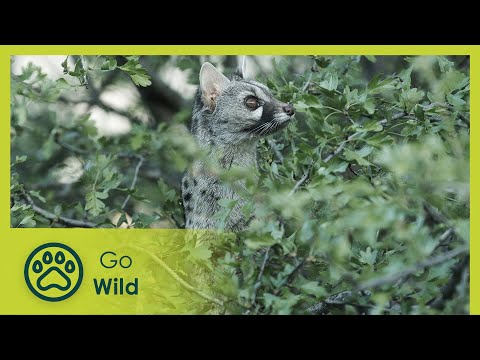 The Queen of the Night | Stories of the Mediterranean Forest 4/6 | Go Wild