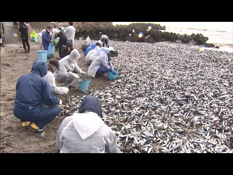 大量のイワシで埋め尽くされた函館市の海岸 腐敗始まる中 &rdquo;回収作業&rdquo;始まる&hellip;市職員や漁業者ら約100人 まずは手作業で魚拾い ゴミ処理場に運び焼却処分 (23/12/09 